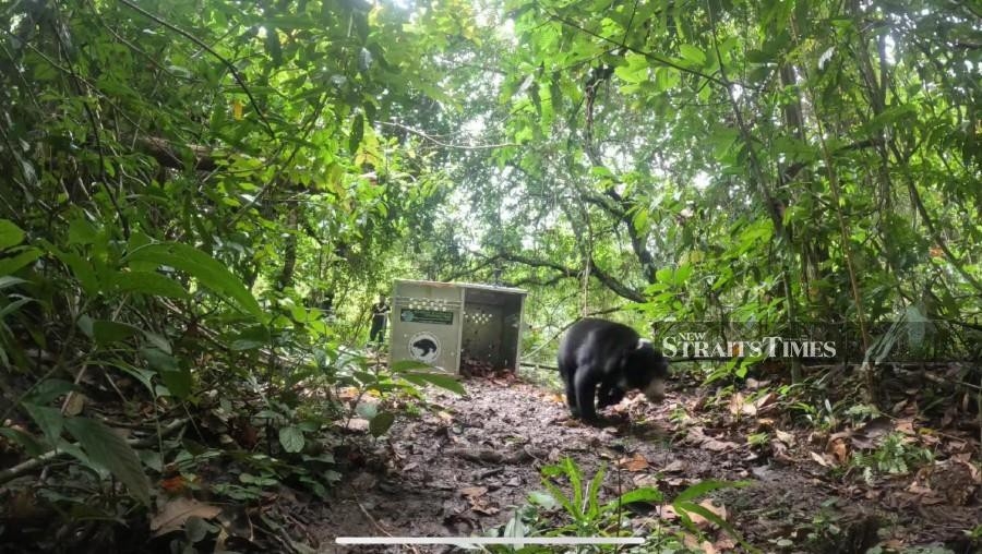 Traumatised and abused, this rescued sun bear finds freedom on camera