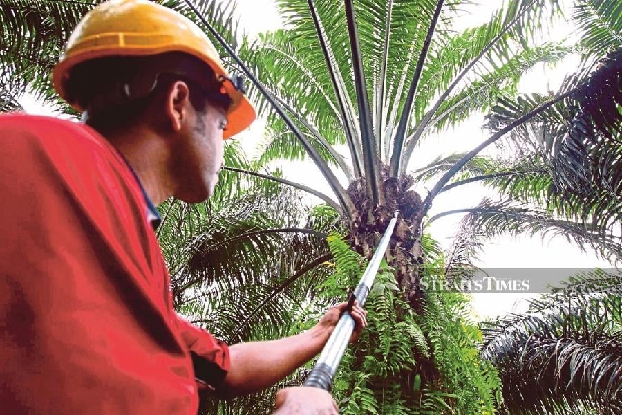 Malaysia seeks strategic ties with China's Anhui in digital, green tech, palm oil