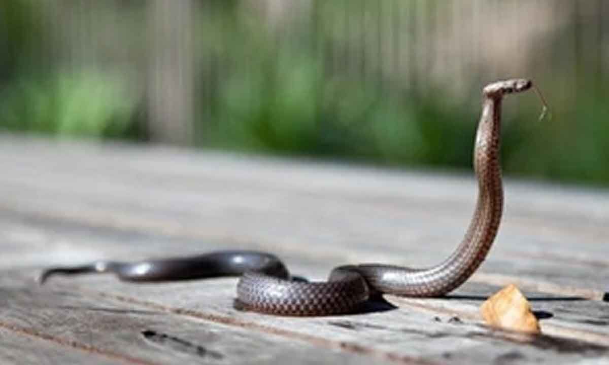 Govt orders officials across dists to review audit of snake bite deaths