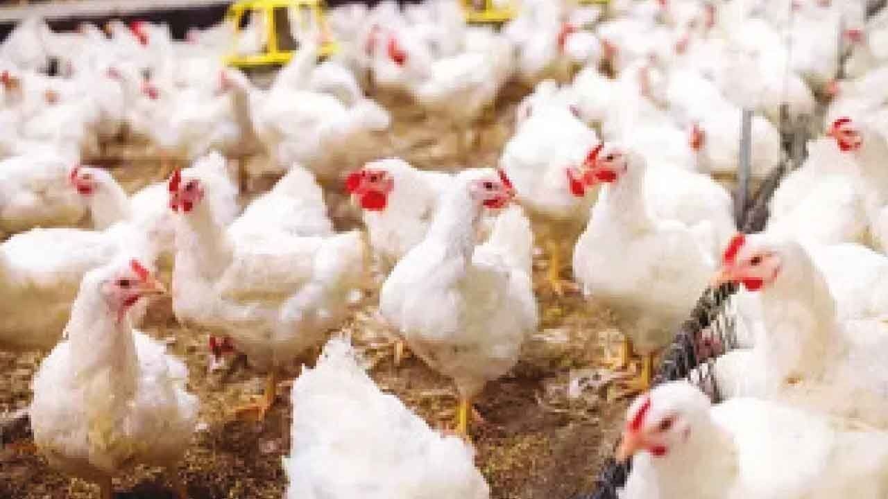 Bird flu detected in Puri dist