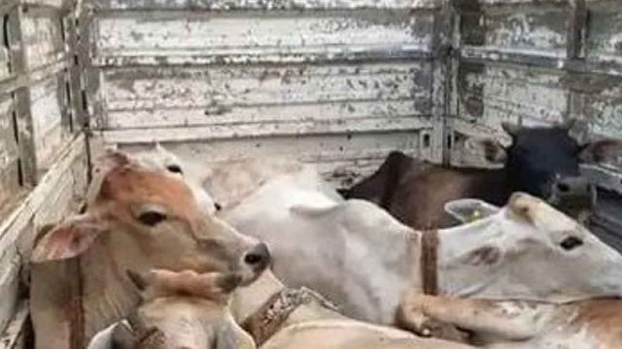 Supreme Court cancels bail of habitual cow smuggler accused