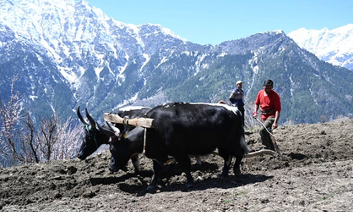Himachal farmers promoting cow dung, buttermilk for natural farming in mountainous terrain