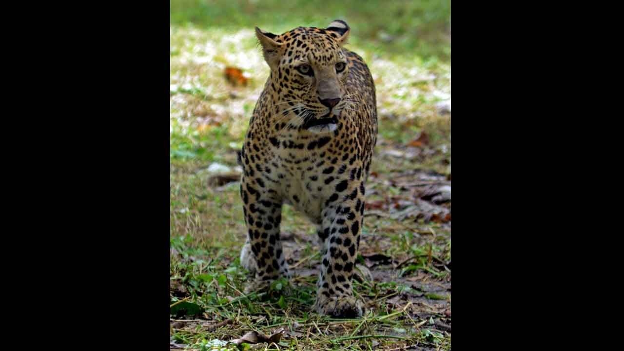 54 leopards in Mumbai forests credited for highest density in world