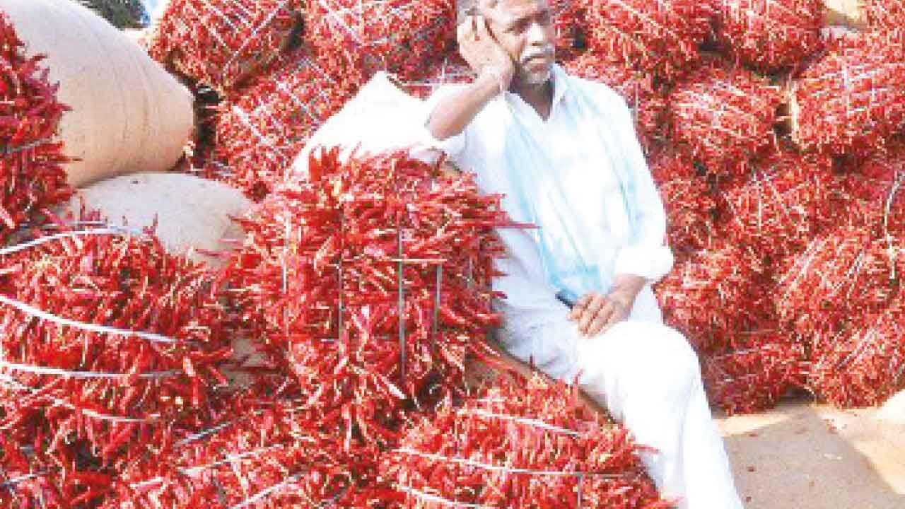Centre agrees to bail out chilli farmers from crisis