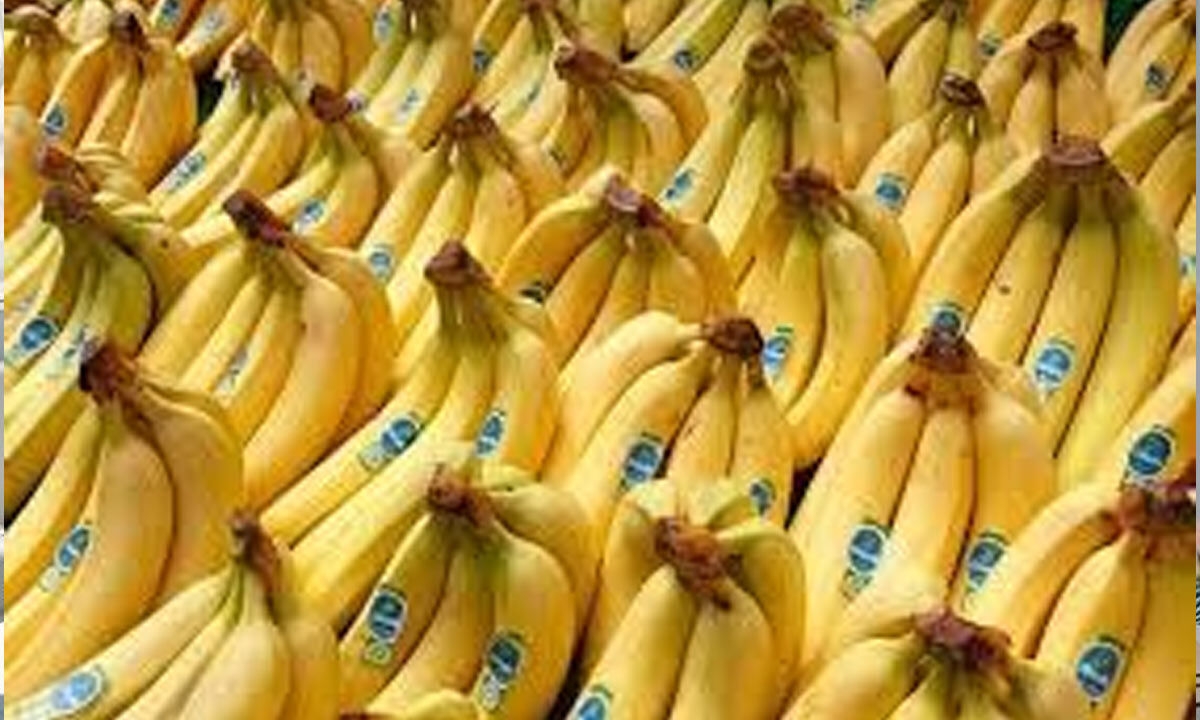 60% of banana growing areas hit by climate change globally