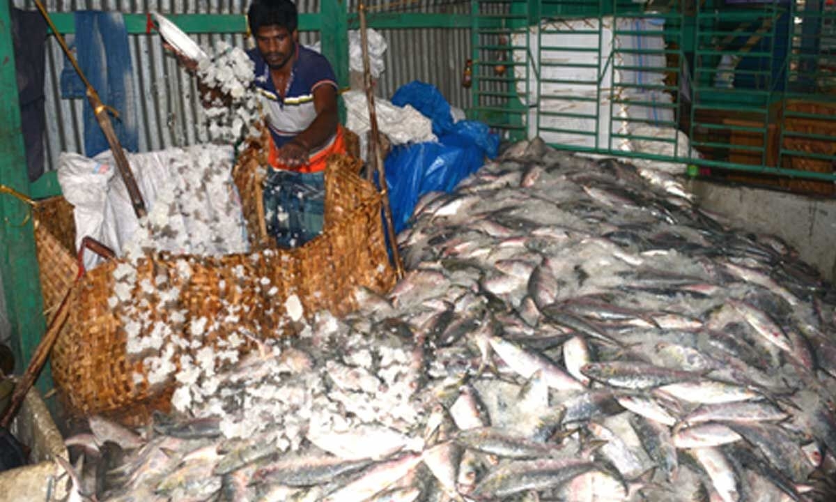 India's seafood exports surge despite global uncertainties