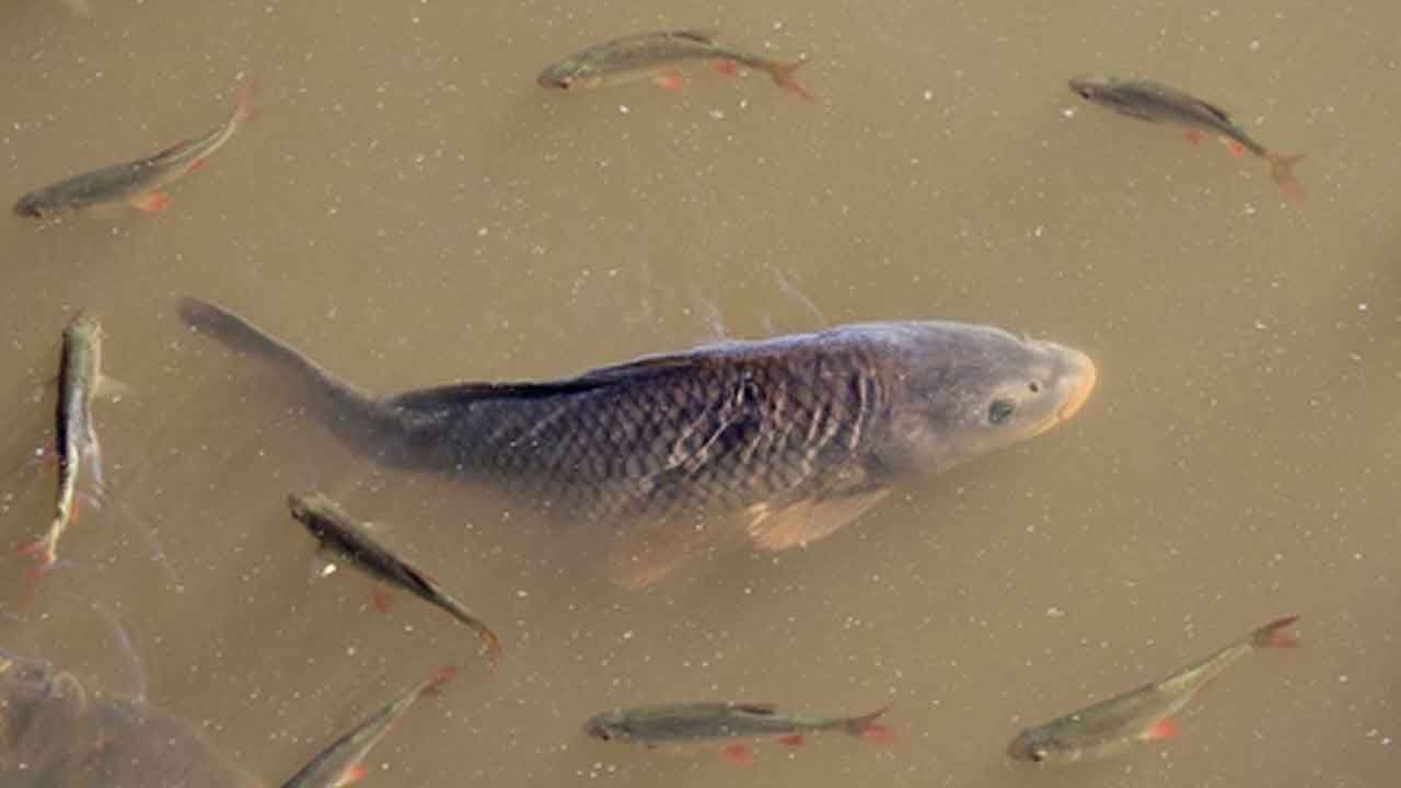 Centre to set up 4 integrated aquaparks in northeast to boost fish production