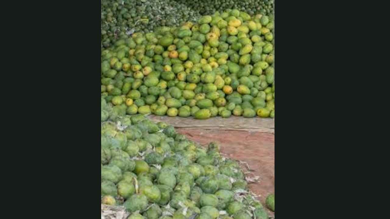 Chemically Ripened Mangoes Pose Serious Health Risks; Authorities Urged to Act Swiftly