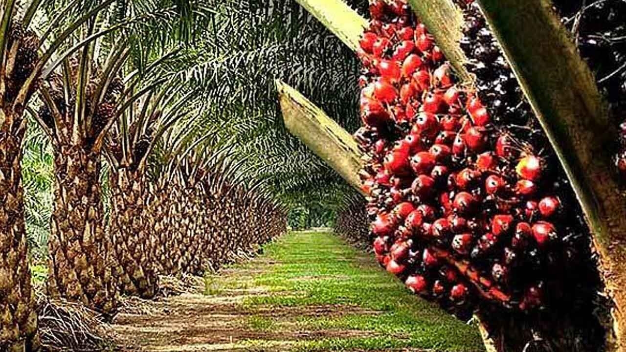 Oil palm cultivation an economic win-win for India