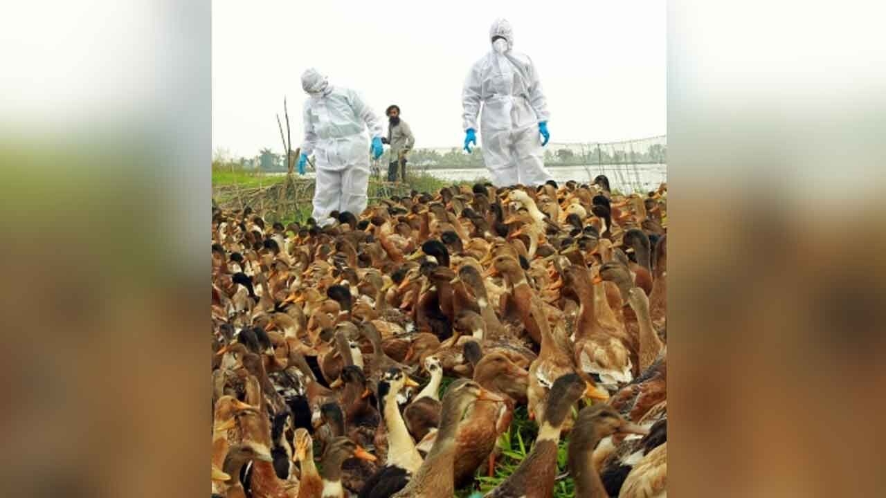 Infectious animal diseases migrating to new species, about half raise threat to humans: Report