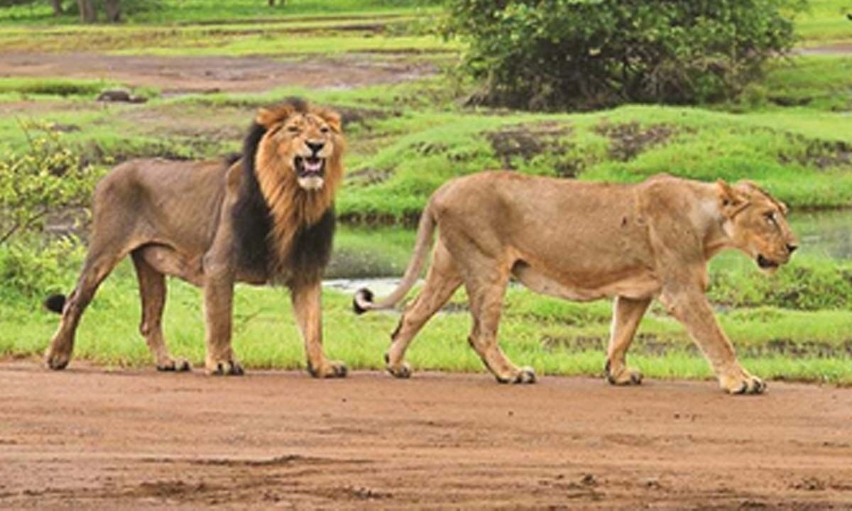 Mann Ki Baat: PM Modi credits community-led conservation for rise in lion numbers in Gir