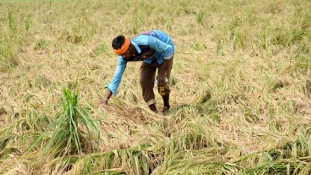 Nearly 2,23,000 growers in Himachal Pradesh adopt natural farming