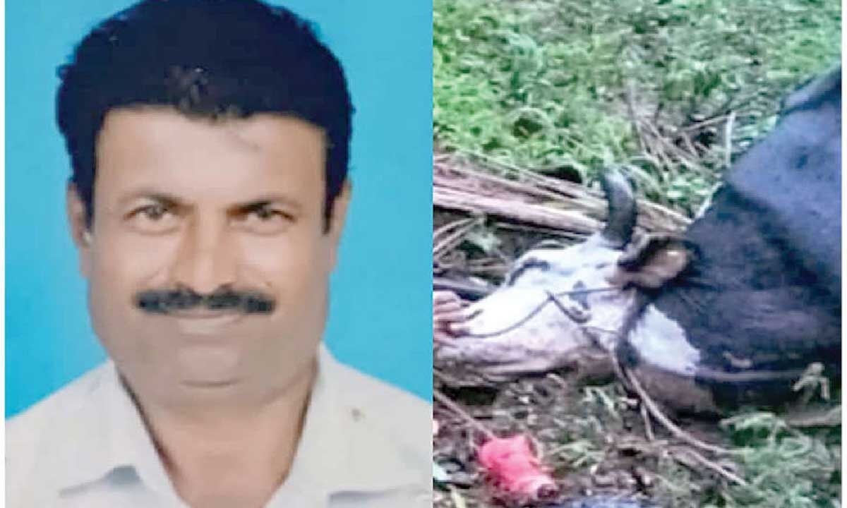 Man, cattle electrocuted in Nanjangud taluk