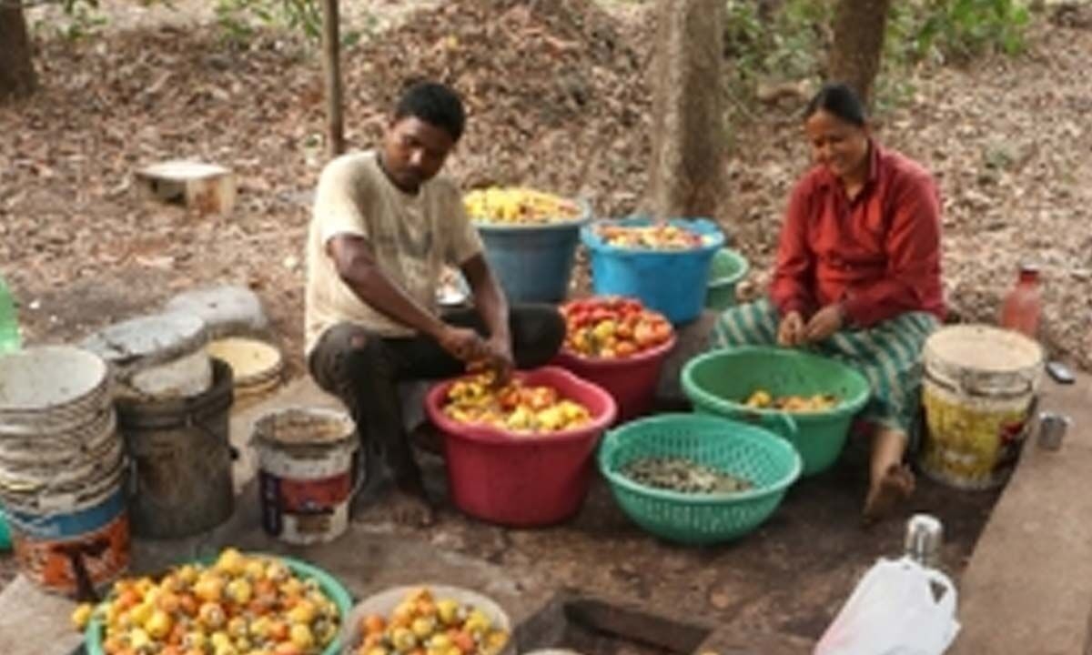 Cashew farmers in TN's Nagapattinam face 50 pc yield loss due to unseasonal rains, pests