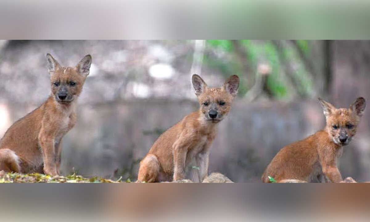 IGZP celebrates ‘World Dhole Day'