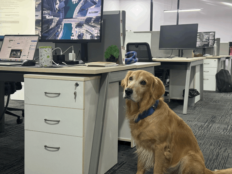 Hyderabad IT Startup Appoints Dog as Chief Happiness Officer to Reduce Workplace Stress