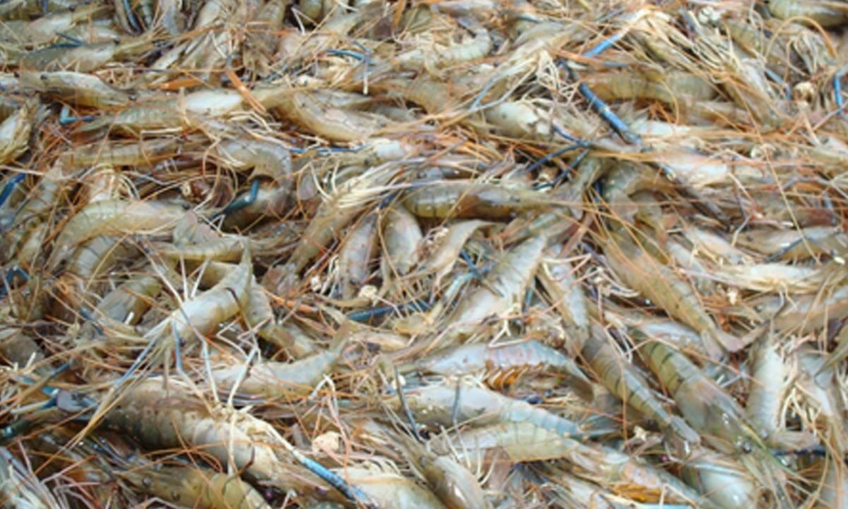 Indian shrimp exporters to see 2-3 pc uptick in revenues this fiscal