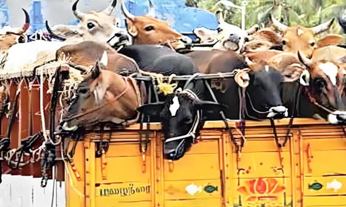 Despite warnings, self-styled vigilantes continue to intercept vehicles carrying livestock