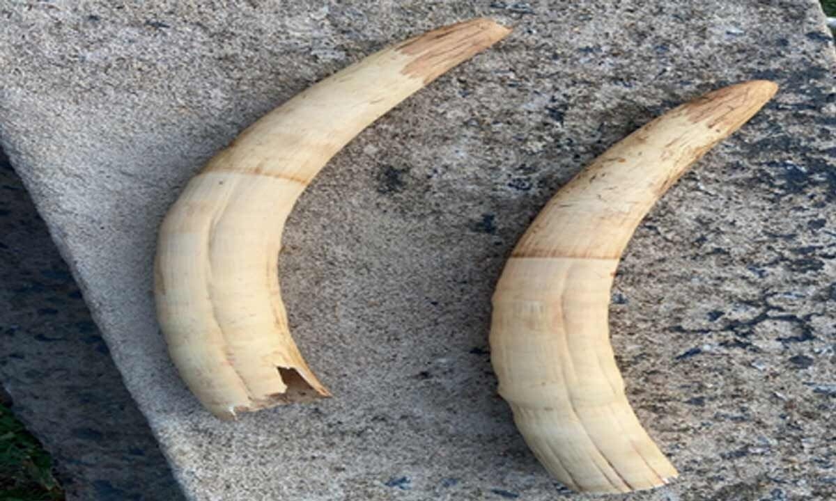 Man arrested for involvement in wildlife crimes; elephant tusks valued at Rs 50 lakh recovered