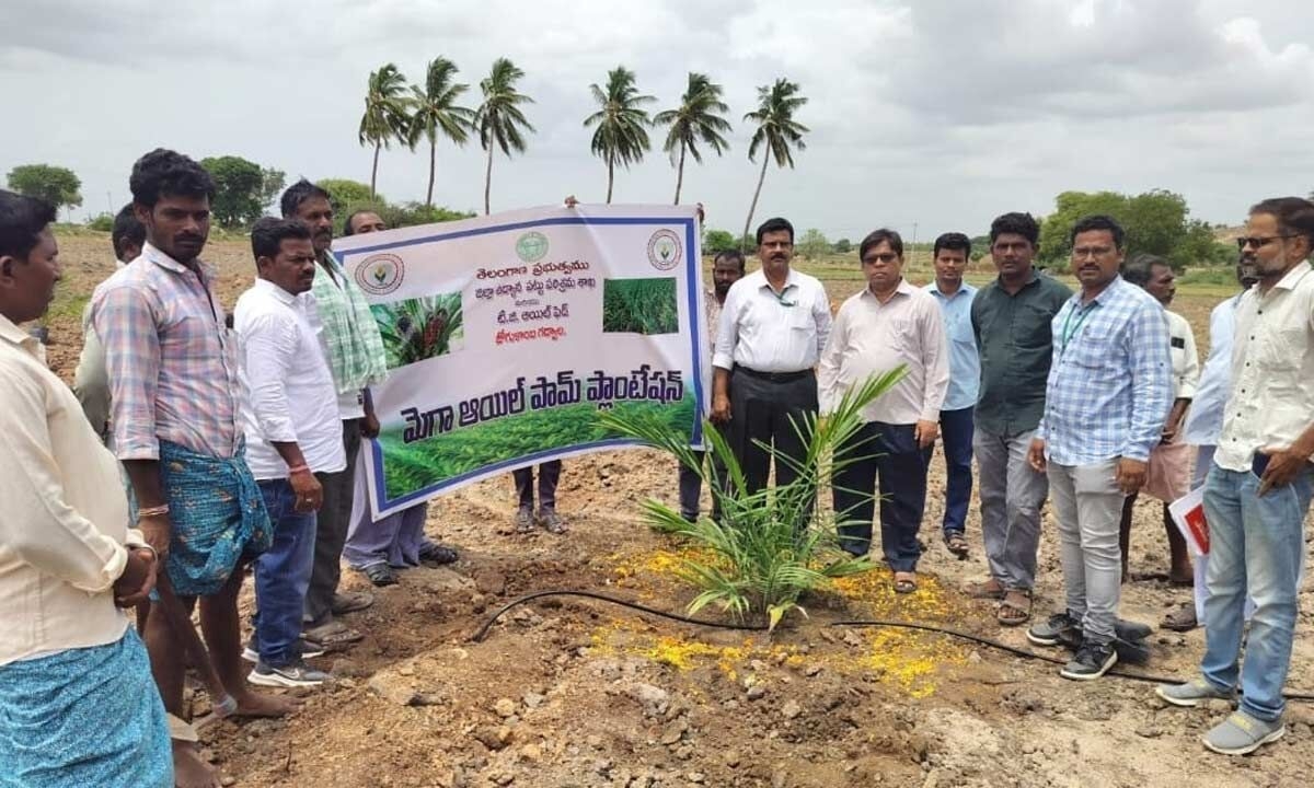 Sustainable Farming Boost: Oil Palm Saplings Planted in Ryalampadu