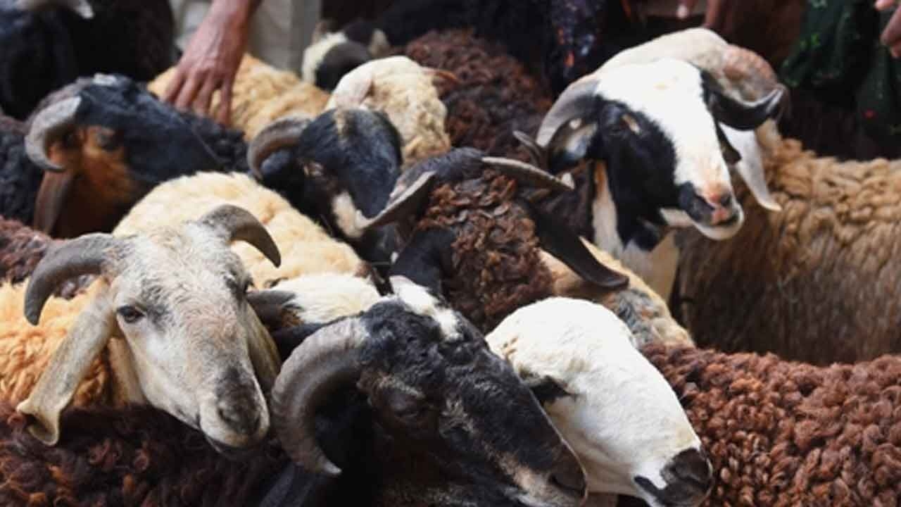 Sheep sales surge ahead of Bakrid