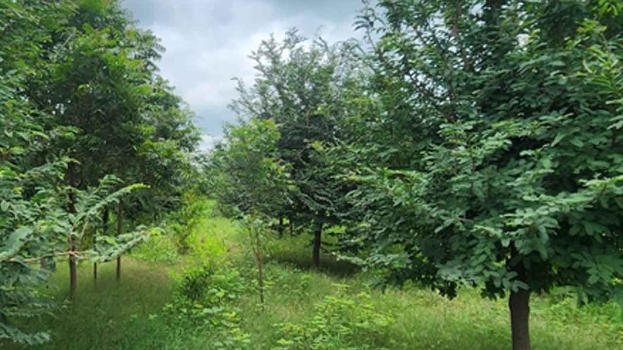 ‘Sindoor Van' to honour armed forces in Gujarat, 20 acre forest project announced