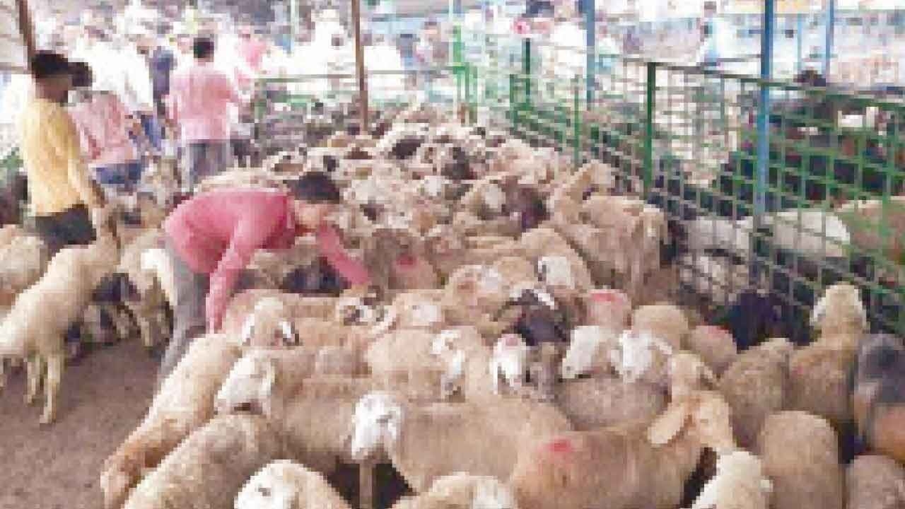Hyderabad: City livestock traders cry foul over extortion ahead of Bakrid