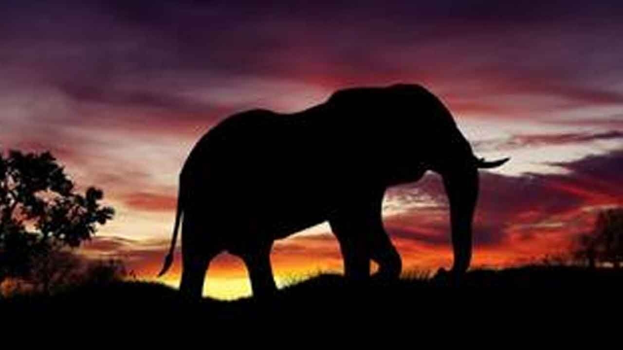 Wild elephant attack claims farmer's life in Chittoor dist
