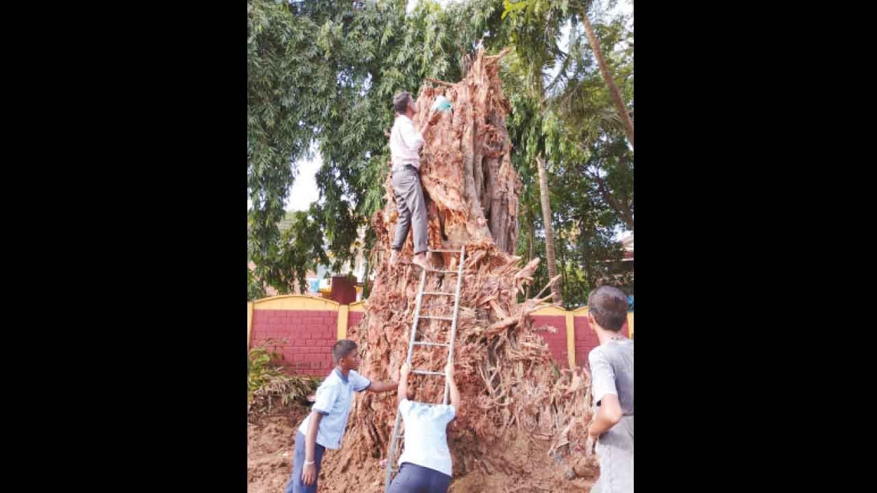 250-yr-old banyan tree transplanted amid road expansion work