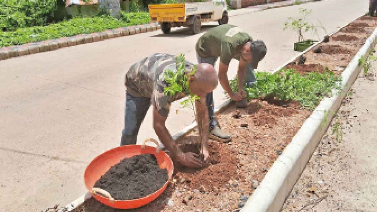 4,300 trees for a cleaner, greener coast