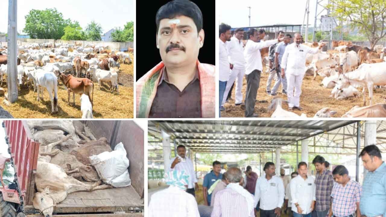 outrage over death of 31 cows in Vemulawada Goshala