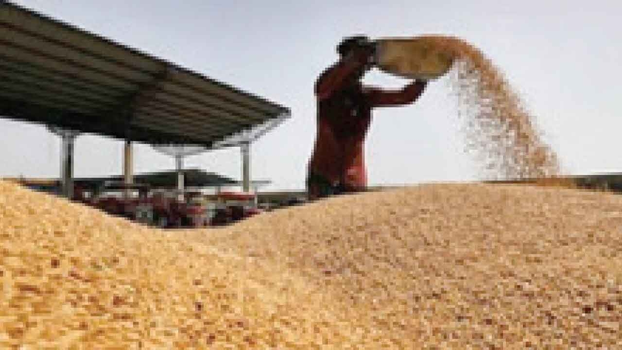 Centre's wheat procurement at MSP rises to 3-yr high