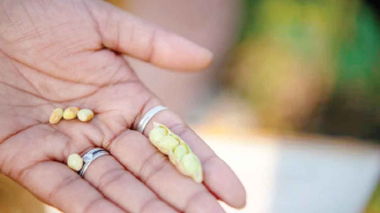 ICRISAT develops world's first extreme heat-tolerant pigeon pea through speed breeding