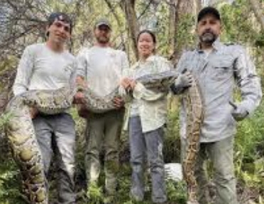Florida removes over 1,000 Burmese pythons in Everglades conservation drive