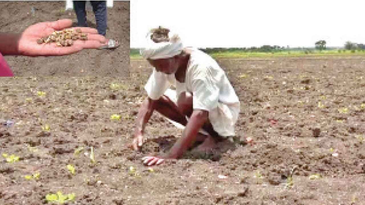 Soybean crop failure leaves Haveri farmers devastated