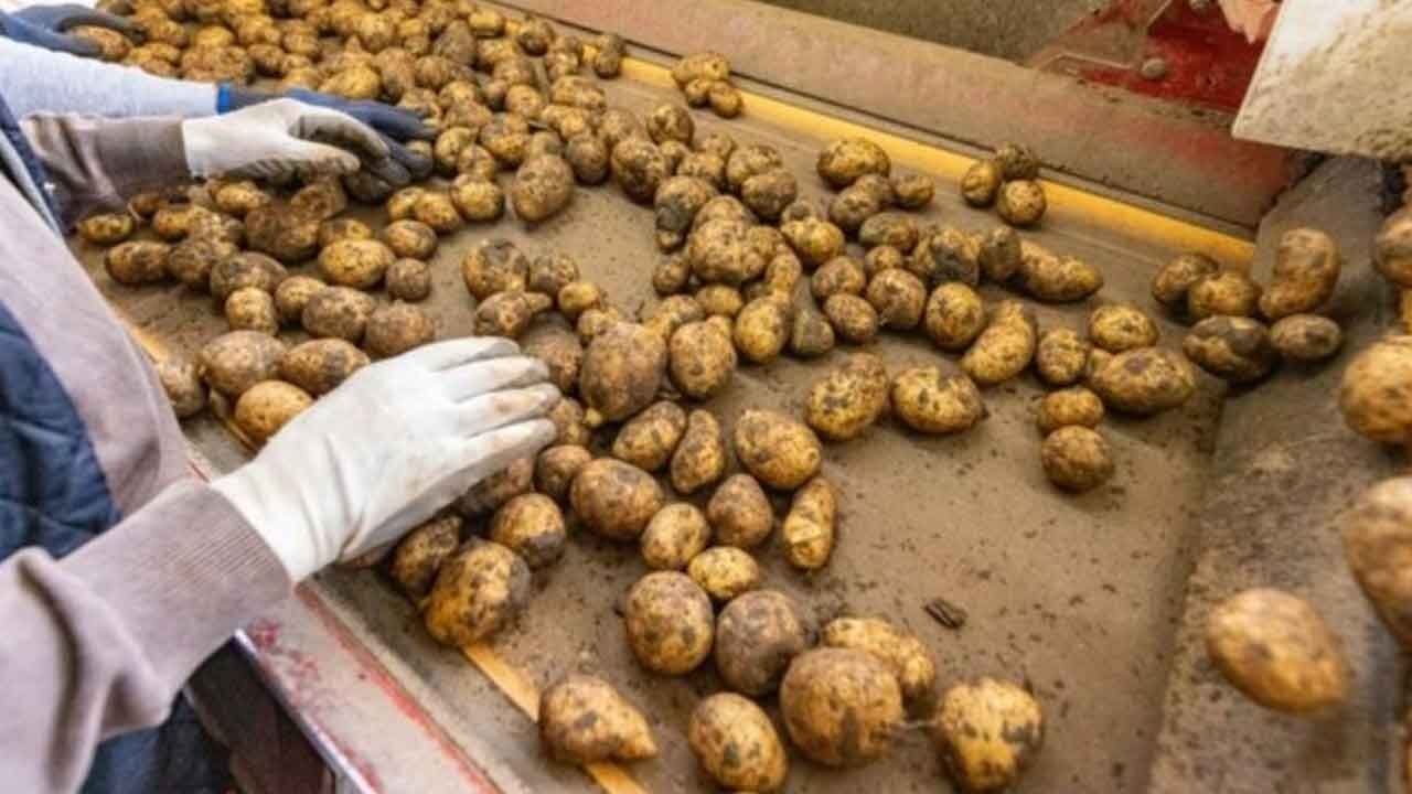 Himachal to set up potato processing plant in Una