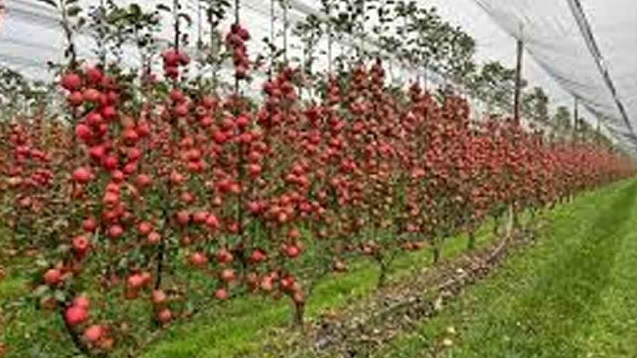 Thieves steal 400 high density apple trees