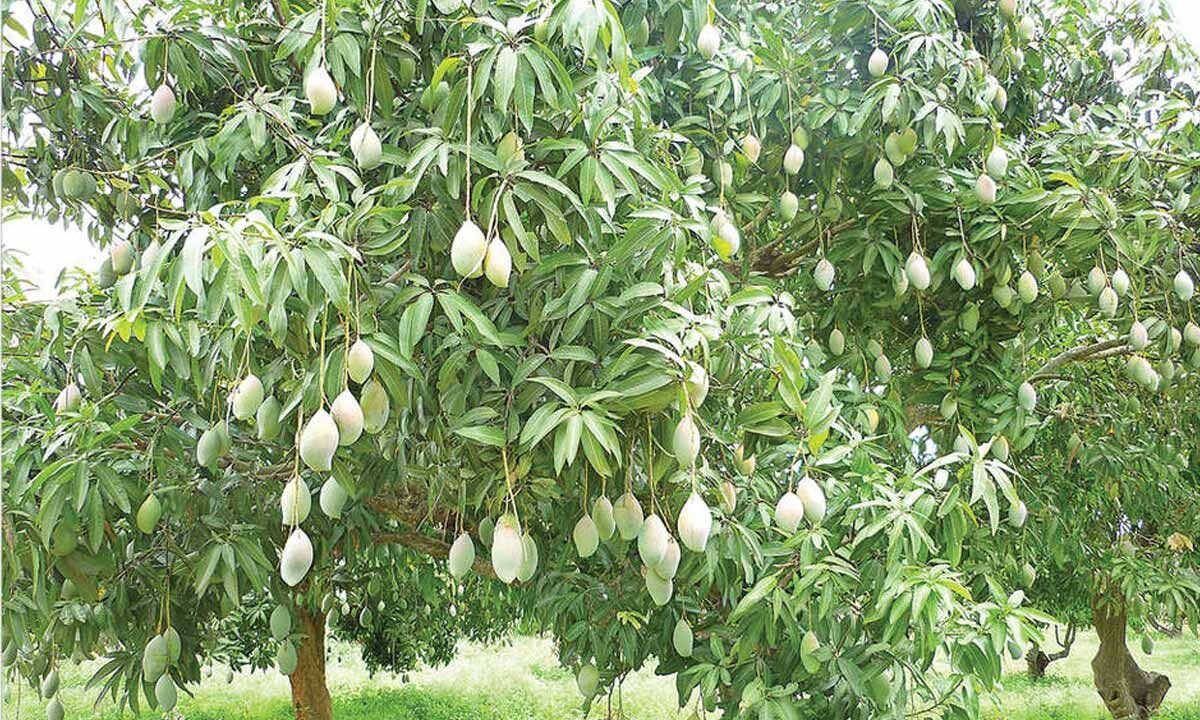 Mango farmers ‘reduced to pulp' in Chittoor dist