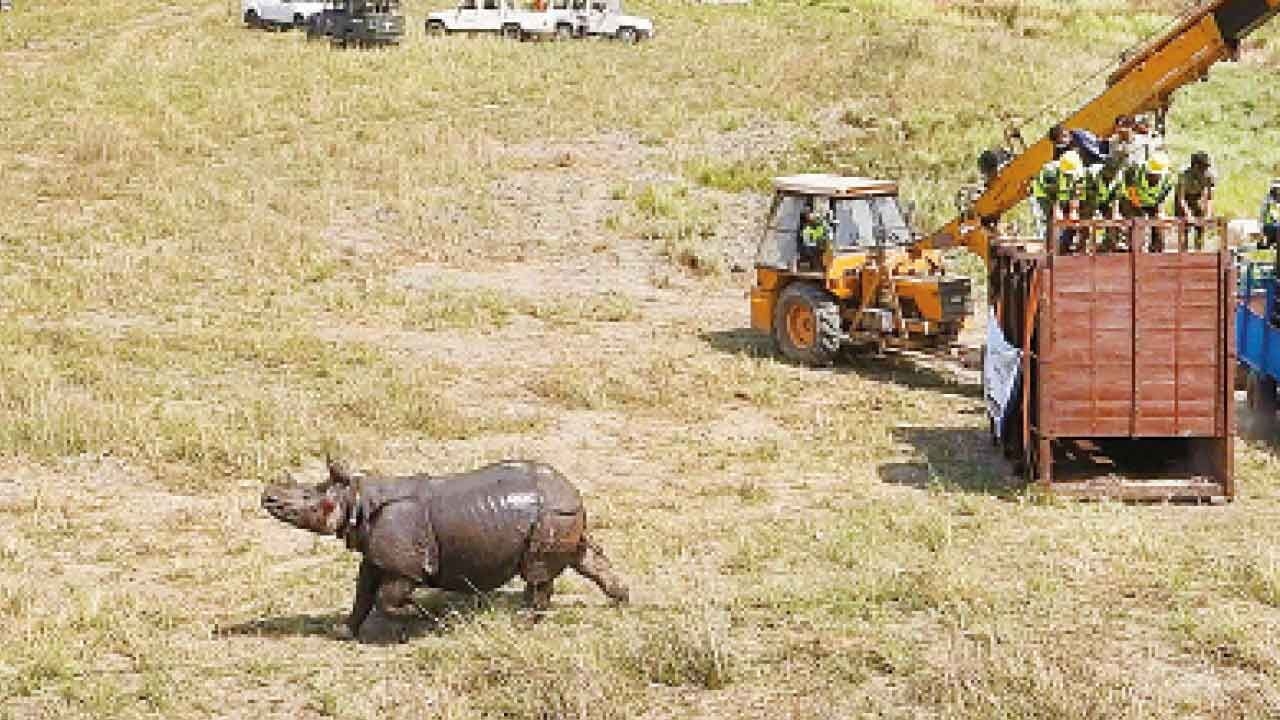 Two new rhino rehabilitation areas to be set up in Dudhwa