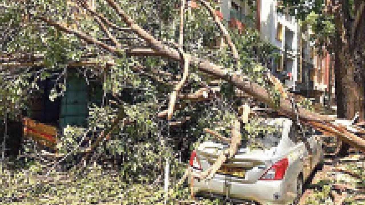 Khandre orders removal of dangerous trees, branches ahead of monsoon