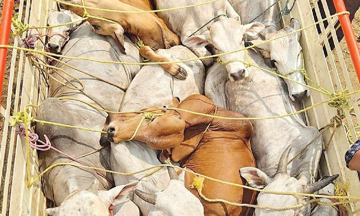 Cops, welfare orgs help free 2,000 cattle
