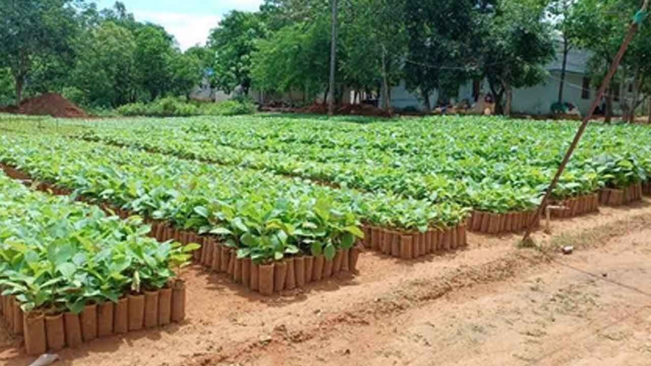 Forest dept to raise over 5 lakh tree seedlings under Green Tamil Nadu Mission