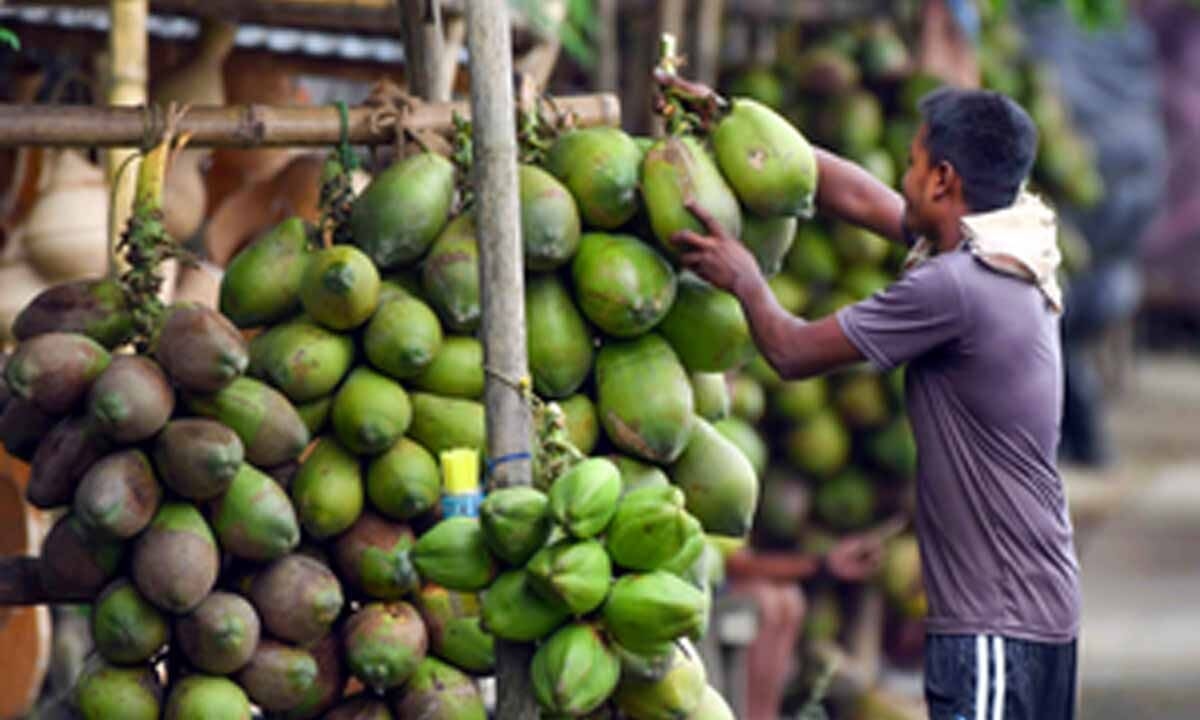 Coconut prices double in Chennai amid low supply, retail rates touch Rs 80 per kg
