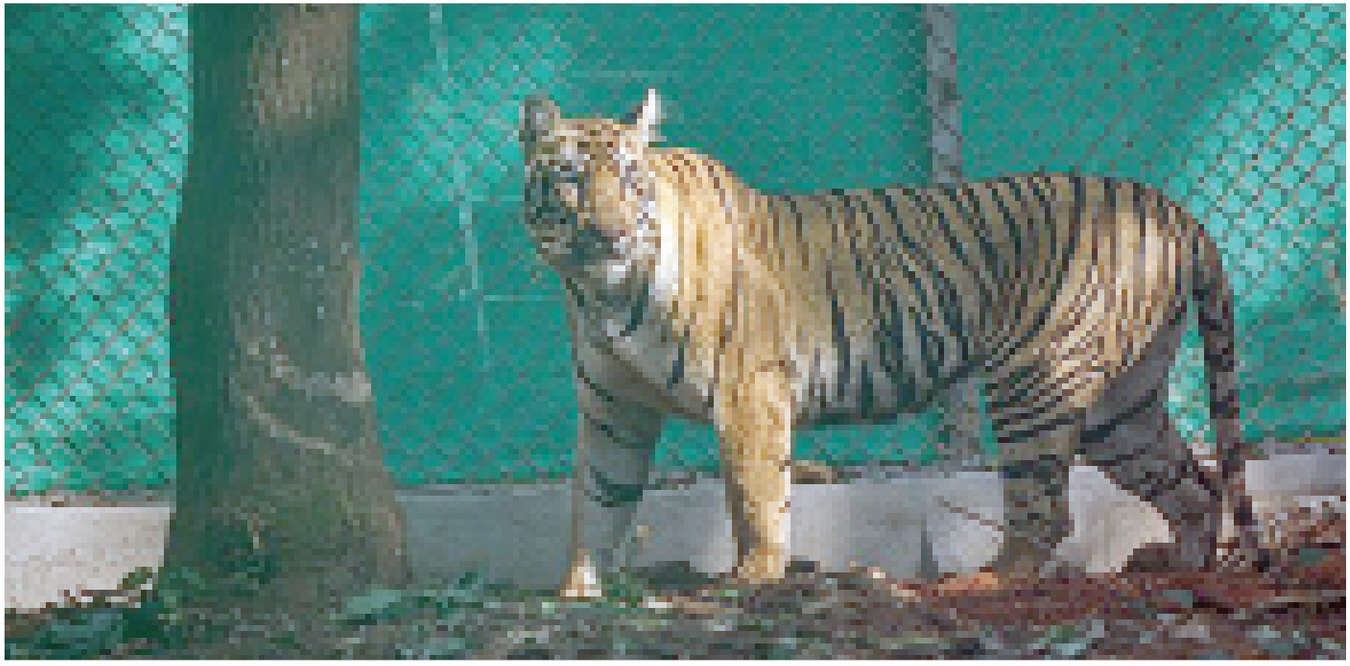 Similipal tigress Zeenat pregnant, claims forest official