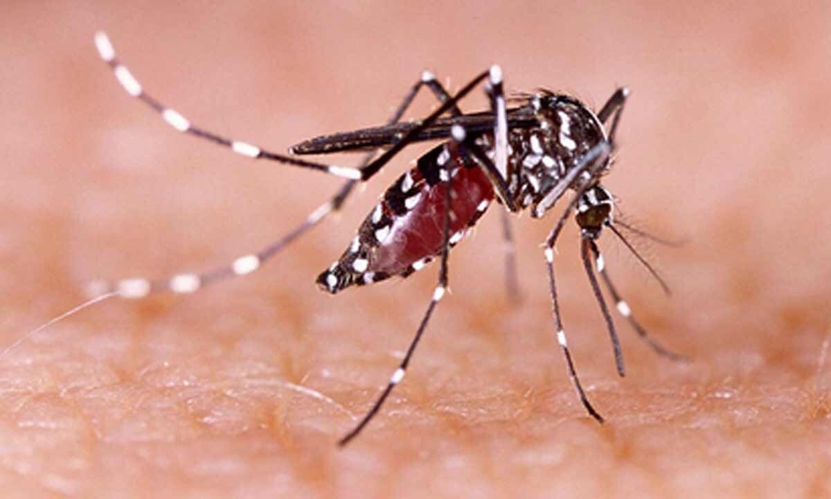 Dengue fever surges in US states prompt health officials to brace for new normal