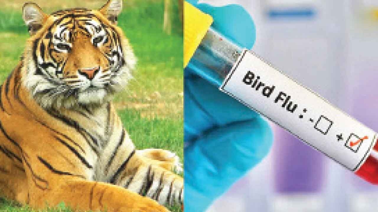 Gorapkhpur, Kanpur zoos reopen after 56-day bird flu scare