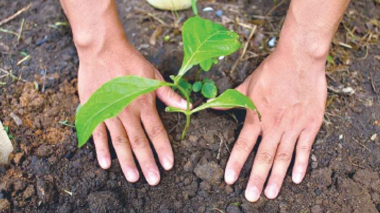 UP to make record by planting over 37 crore saplings in a day