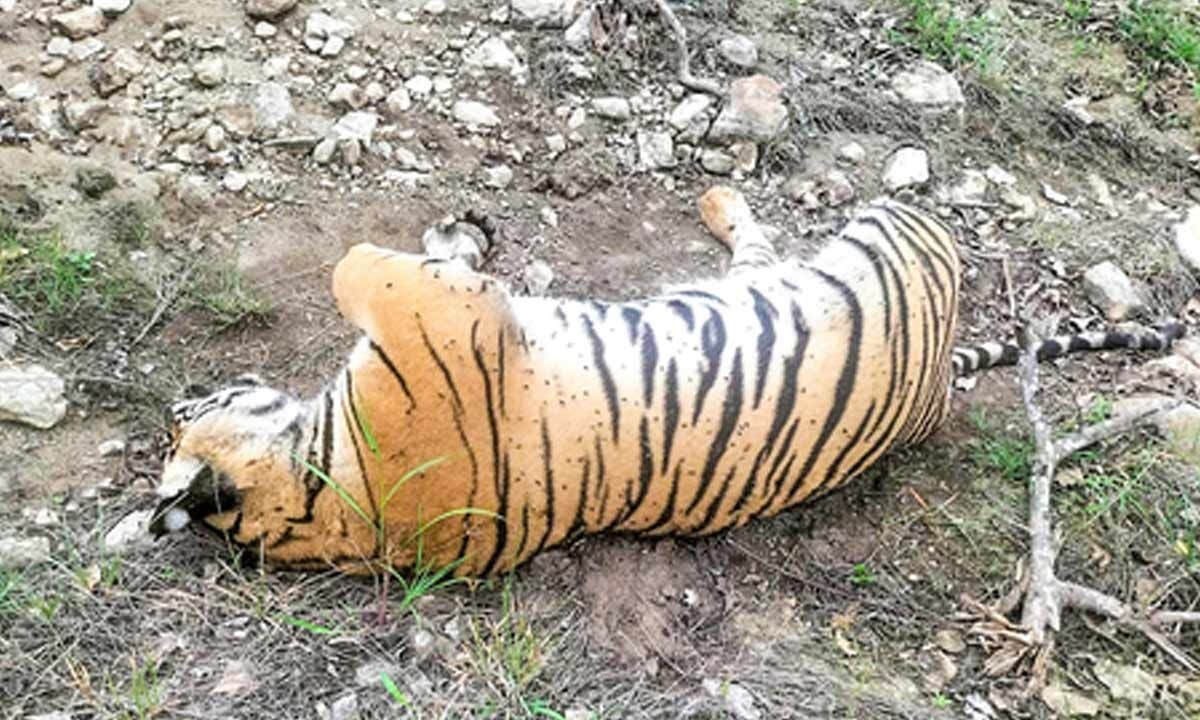 K'taka tigers death case: Use of odourless pesticide Carbofuran confirmed, says CCF