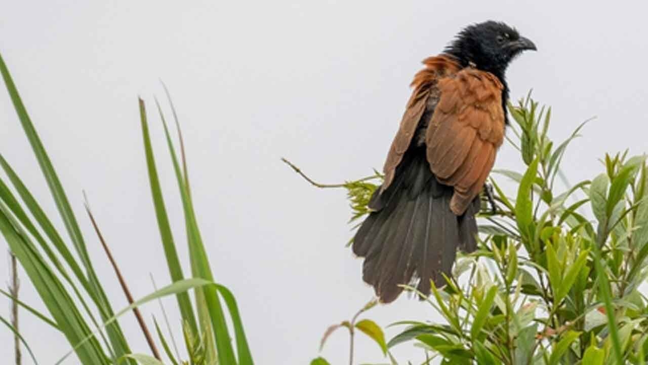 Assam: Critically endangered among 43 grassland bird species spotted in Kaziranga