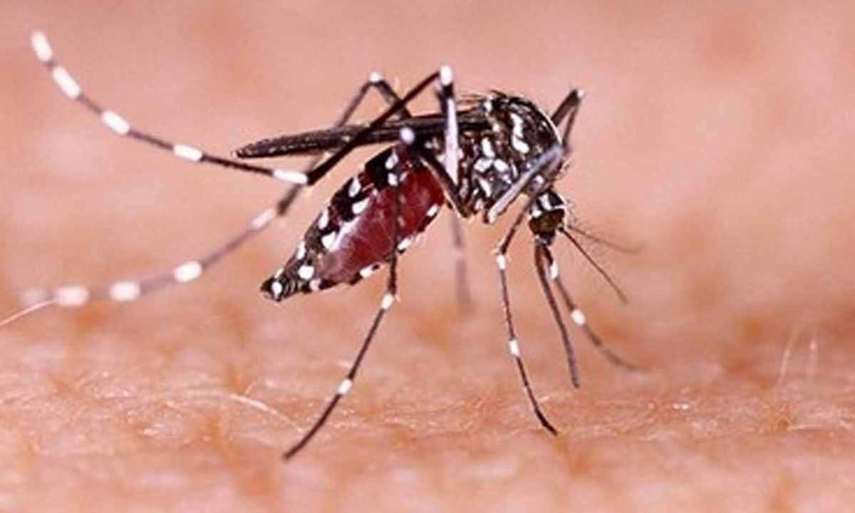 Vietnam's major cities intensify efforts to combat dengue fever surge